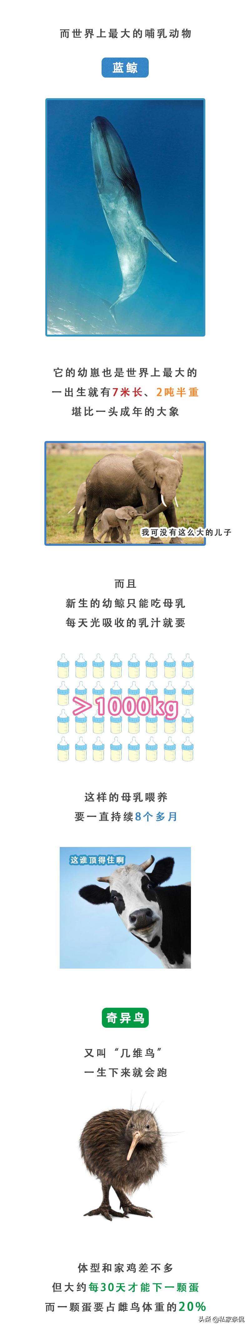 动物世界生蛋的过程,动物世界奇特的分娩方式