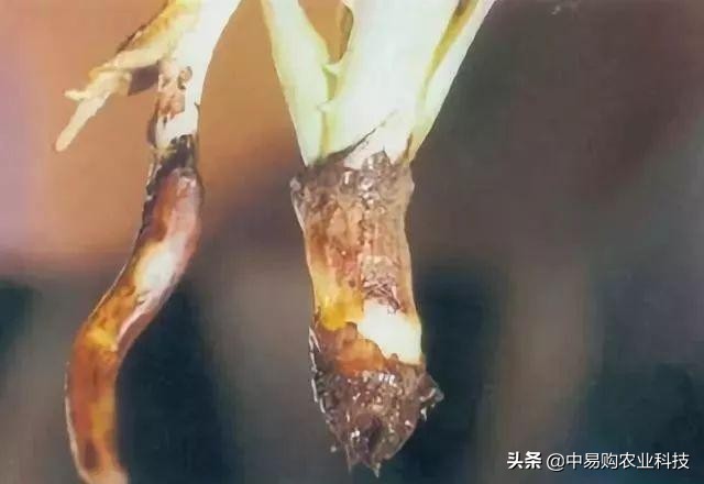 芦荟治哪九种病,芦荟病害怎么治