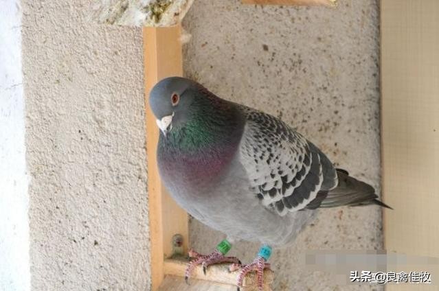 鸽子的常见疾病及治疗方法,鸽子常见疾病及治疗方法大全