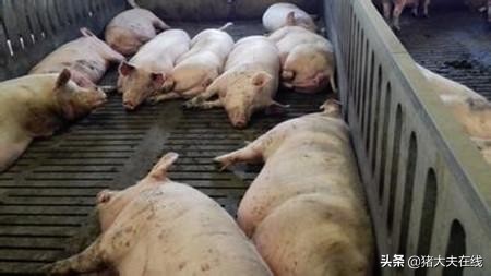 这个解剖案例，能让你更懂后备母猪的饲养管理