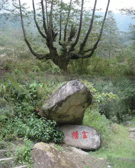 腾冲樱花谷景区,腾冲樱花谷