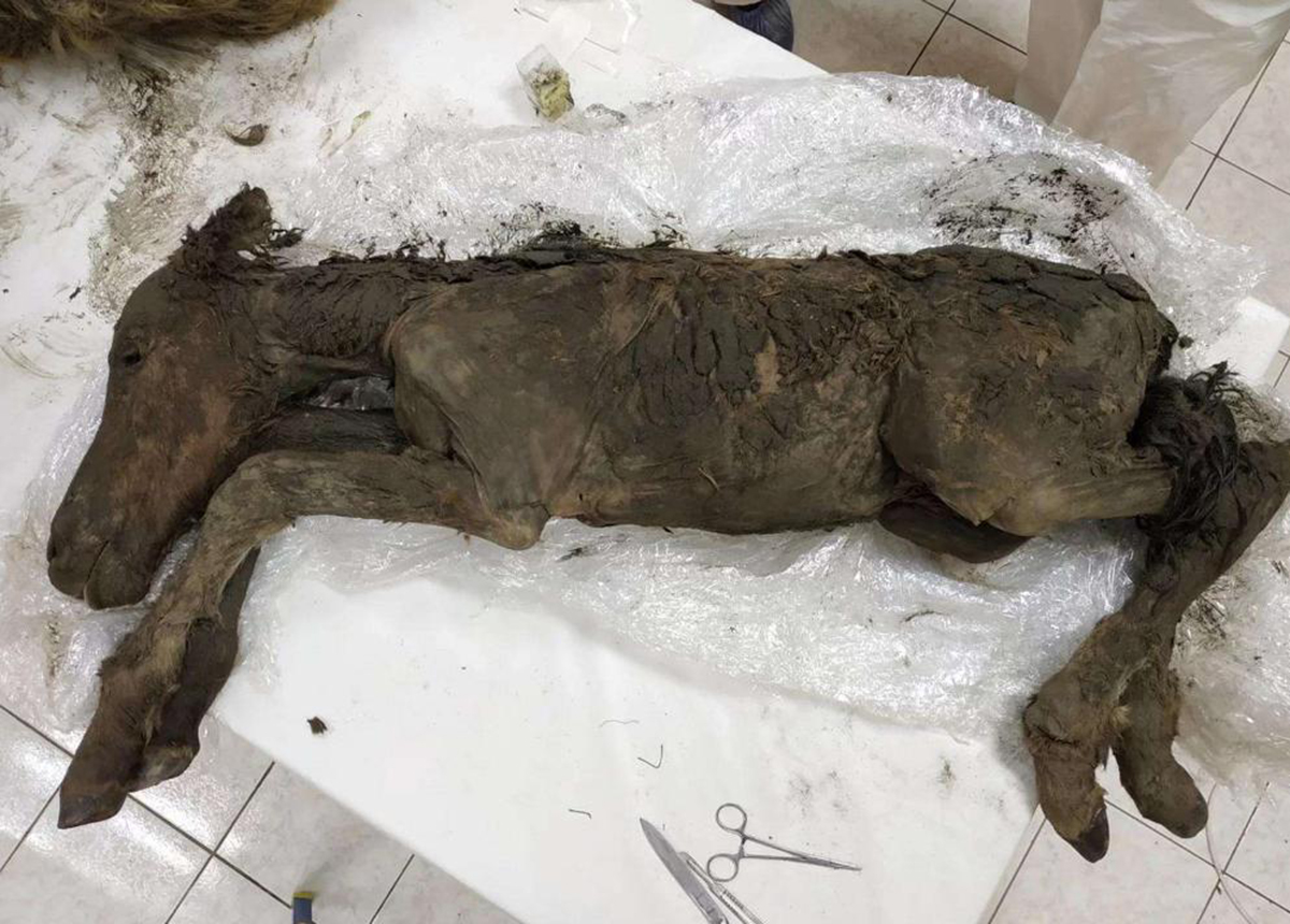 潘多拉动物盒子,潘多拉盒里面的黑色怪物