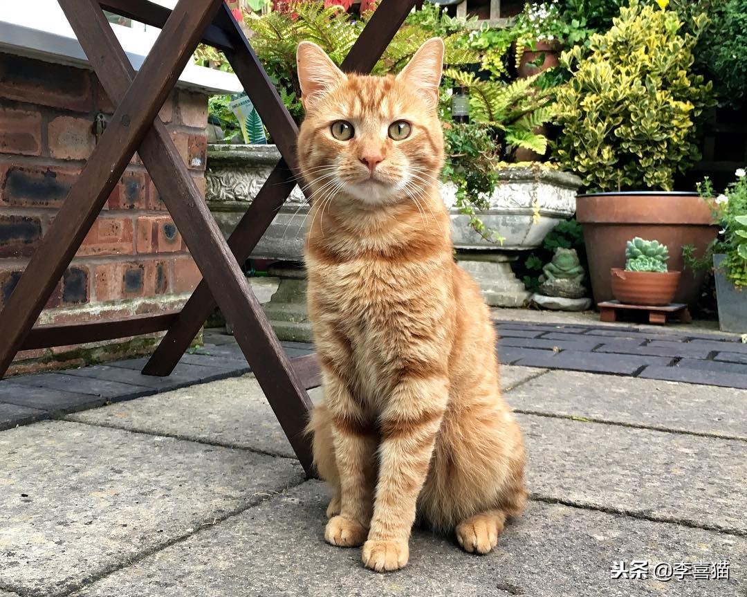 各种猫咪不同的外表和性格,不同品种的猫咪特点