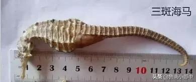 海龙海马配什么可散结,海马配什么散结效果好