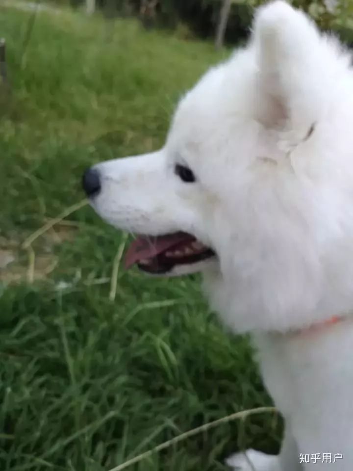 知乎表面怀孕,知乎搜怀孕一事