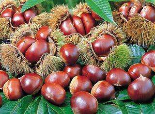 100万斤板栗滞销,板栗卖不动有什么好办法