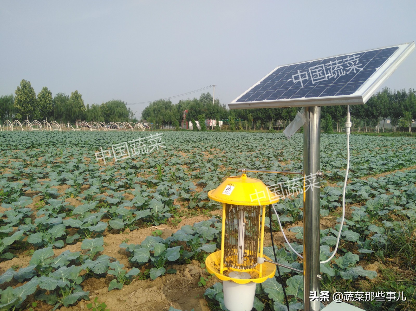 喷洒蔬菜害虫用什么农药,夏季叶菜常发生的虫害