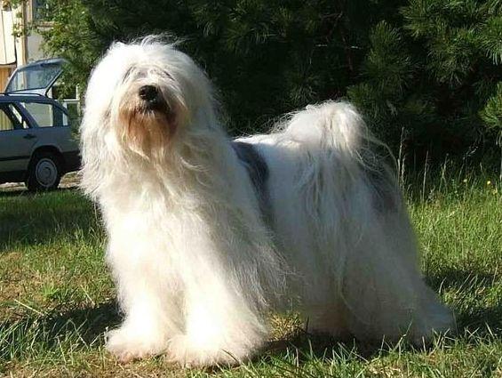 中国各个地方的原生犬,消失的原生犬有哪些