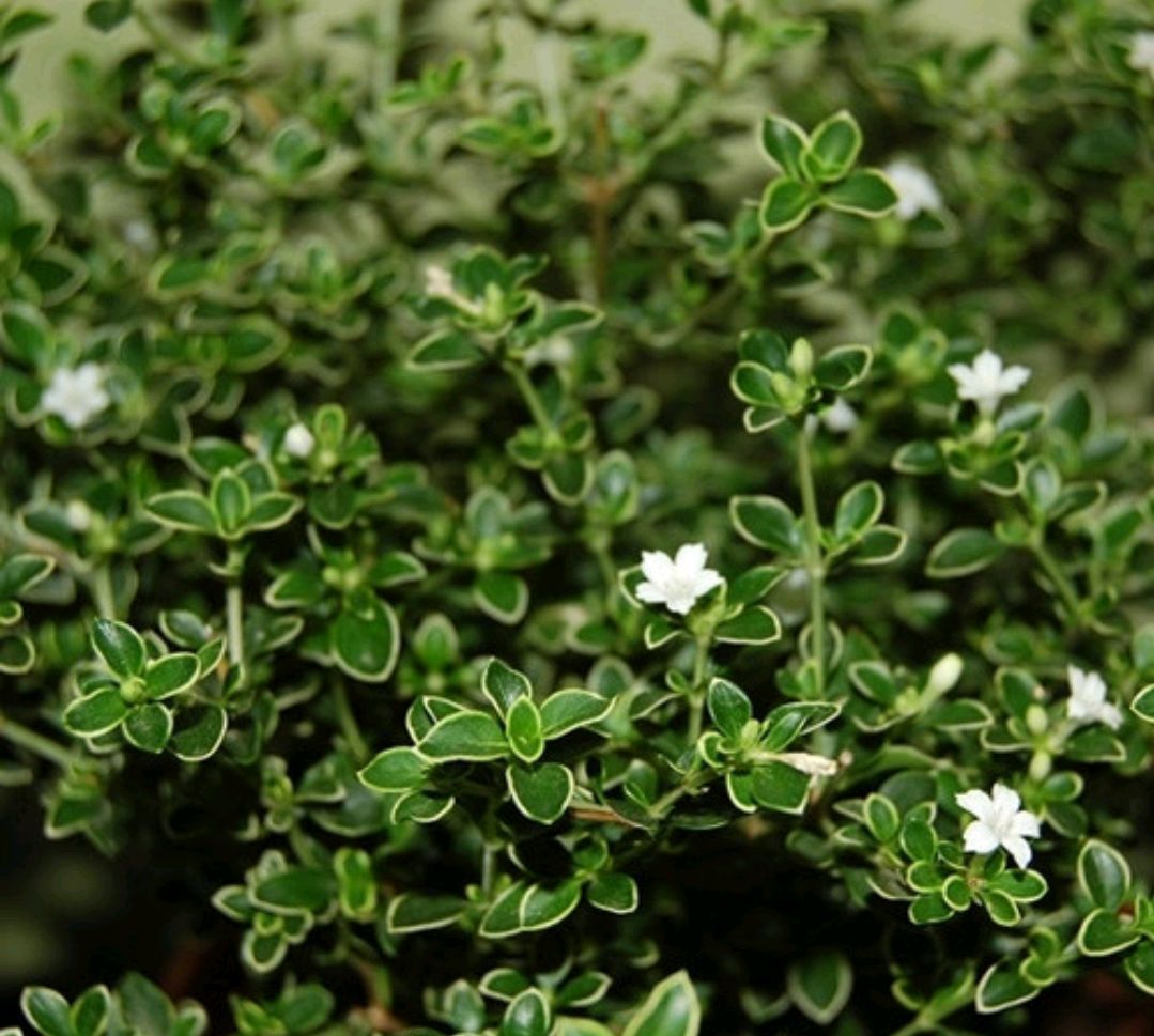 绿化带常见植物名称及图片,100种绿化带或路边常见的花草