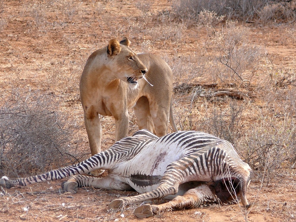 母狮捕获一只小羚羊却不忍吃,母狮和刚出生的小羚羊