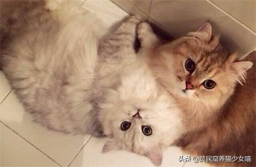 辟谣宠物猫,辟谣猫咪真的会记仇吗