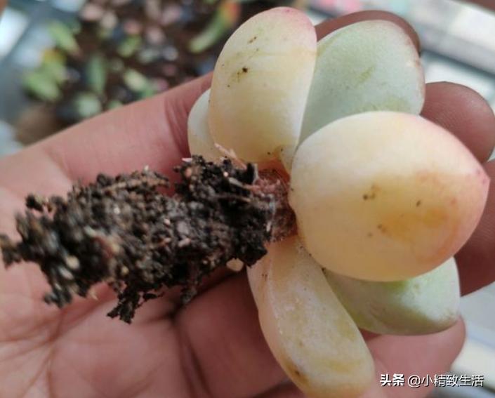 多肉植物化水,多肉植物化水是什么意思