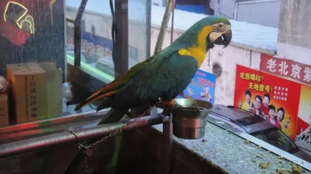 用动物做品牌宣传要版权吗,人工制作小动物宣传