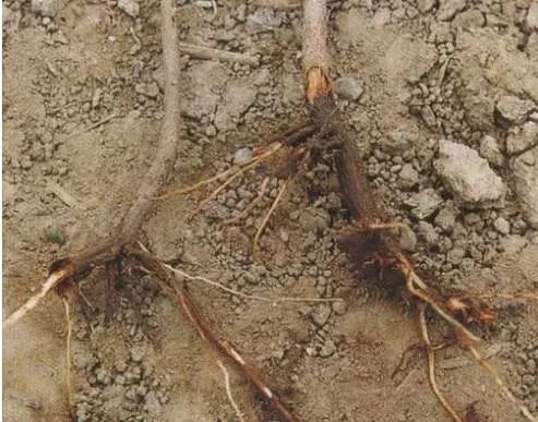 果树出现弱芽或隐芽如何补救,果树出冬芽怎么处理