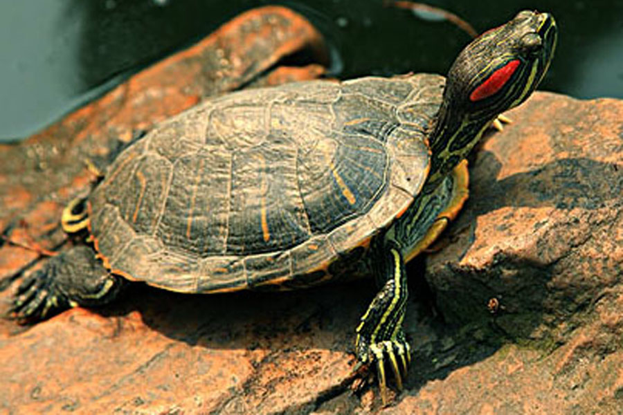 乌龟有腐皮该怎么办,乌龟腐皮太严重怎么办