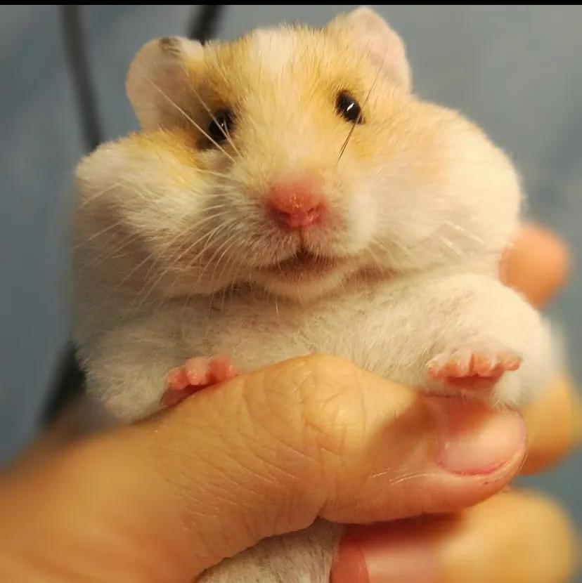 养仓鼠新手给仓鼠布置笼子,小学生养仓鼠新手入门必知