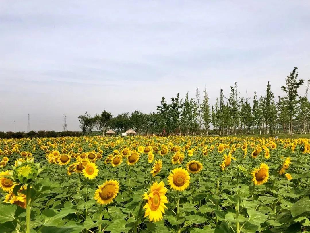 昆山张浦大市,昆山张浦如何