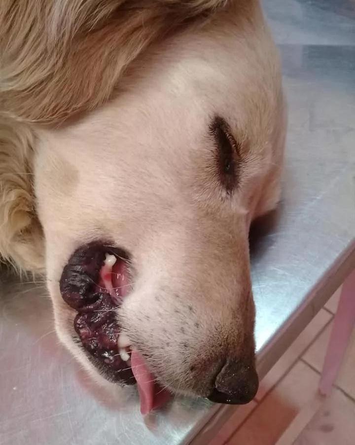 大金毛吃了鸡骨头吐了一点,大金毛吃骨头卡着会有什么症状