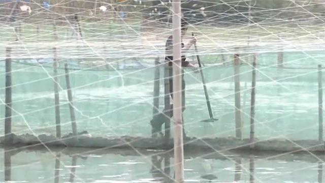 霞浦岐山村做跳跳鱼,霞浦滩涂捕捉跳跳鱼