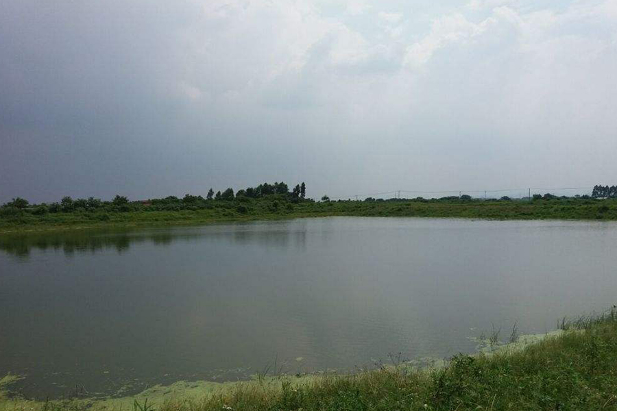 田螺壳长青苔视频,田螺壳上长青苔有什么影响