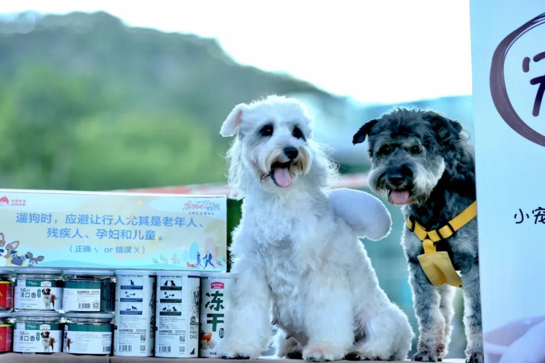 还记得那只C位出道的珠海狗狗么？