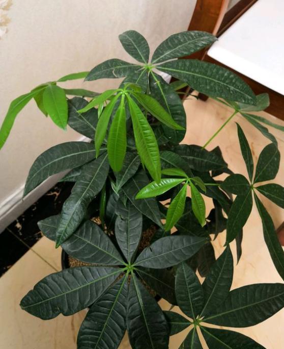 发财树长得慢怎样施肥,发财树叶片旺盛怎么打理