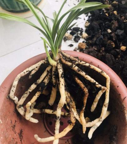 盆栽里面有蚯蚓怎么去除,成活的盆栽可以放蚯蚓进去吗