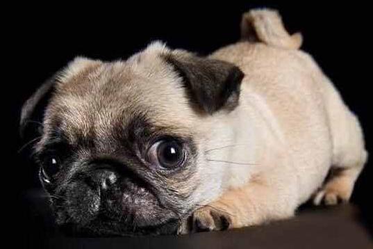 解读巴哥犬特点，教你学会正确饲养巴哥犬，新手铲屎官必看！