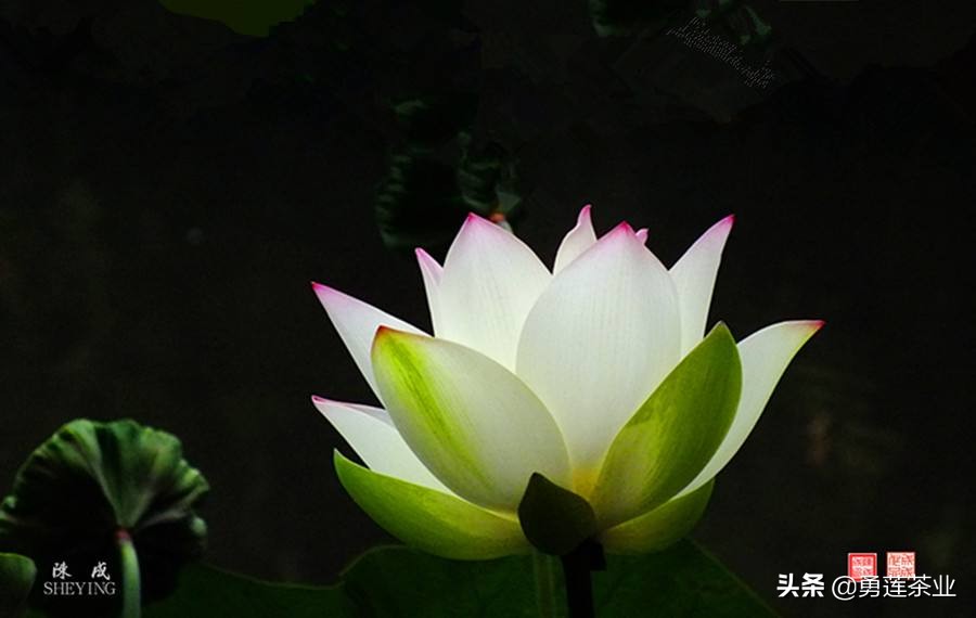 古今贤文劝学篇朗读,古今贤文增广贤文全文解读