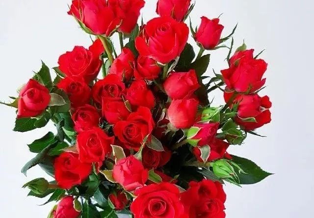 推荐几款玫瑰,哪几种玫瑰值得入手