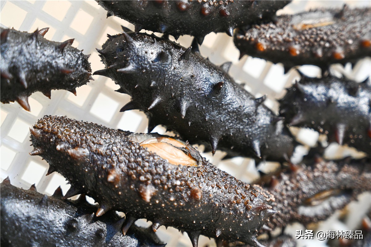 探秘海参的捕捞过程,野生海参采捕视频大全