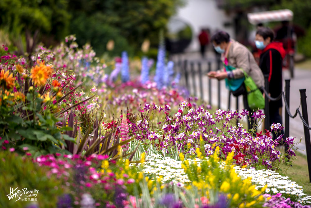 上海国际花展一览表,上海国际花展一览