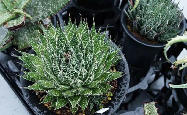 波露和雪花芦荟哪个好看,波路芦荟怎么养