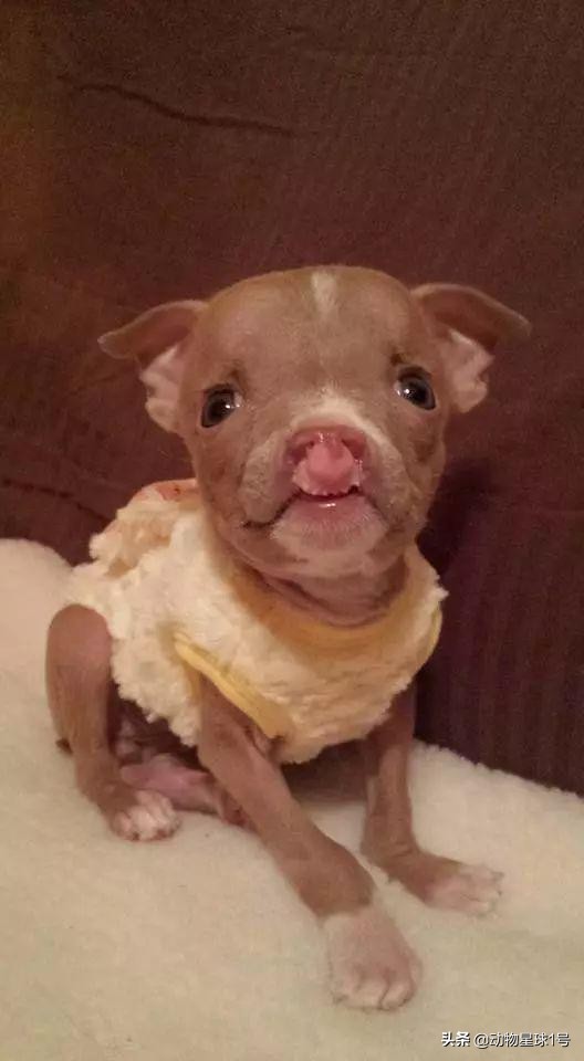 唇腭裂的小狗,唇裂小狗修复了可以养活吗