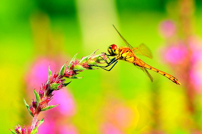 铚昏湏鎭嬭姳鍥剧墖澶у叏,铚昏湏鎭嬭姳鏂囨