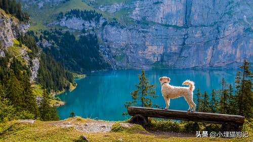 人会得抑郁症吗,狗狗会得抑郁症了怎么治疗