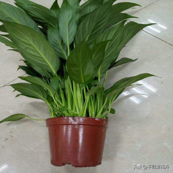 一帆风顺叶子发黄的解决方法,一帆风顺叶片枯萎发黑是什么原因