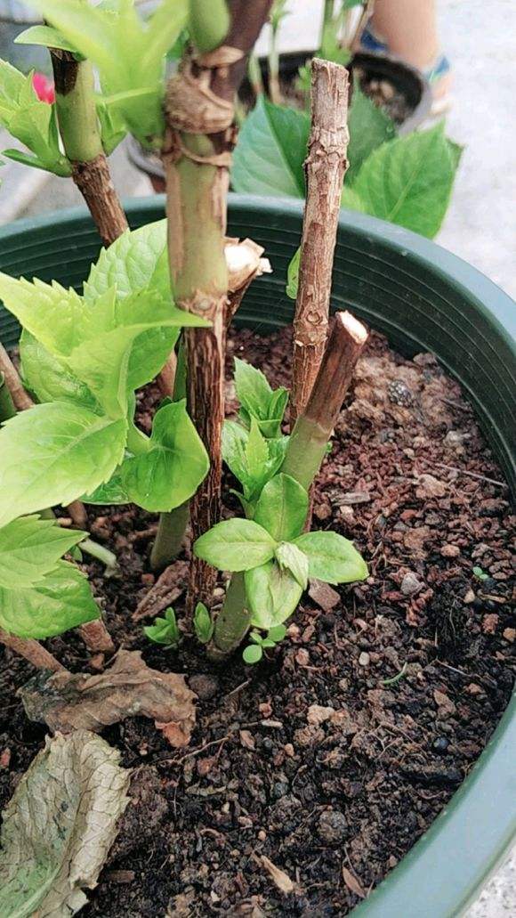 想让花开得漂亮用什么,绣球花开花少不缺阳光不缺肥