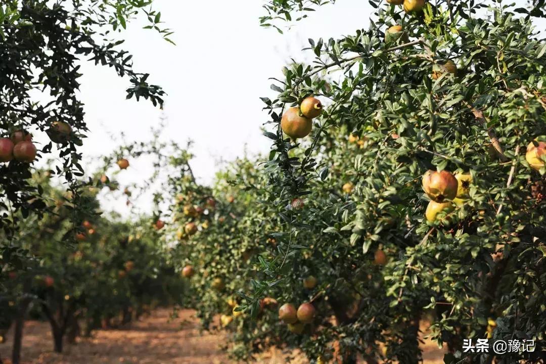 郑州软籽石榴哪个好吃又甜,在中国哪个地方的软籽石榴最出名