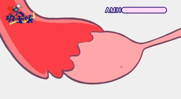 amh值偏高是卵巢功能不好了吗,amh检测是智商检测吗