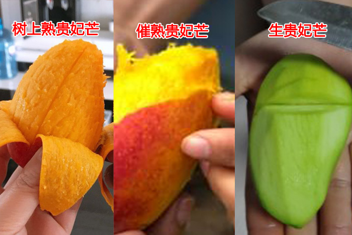 树上贵妃芒怎么样才算成熟,海南树上熟贵妃芒5斤