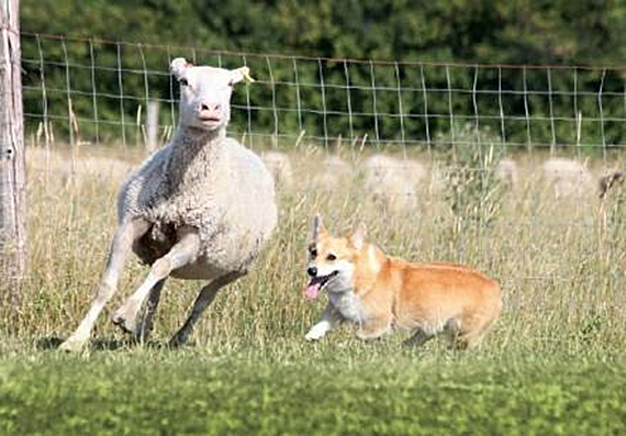 柯基品种判断好不好,柯基水很深