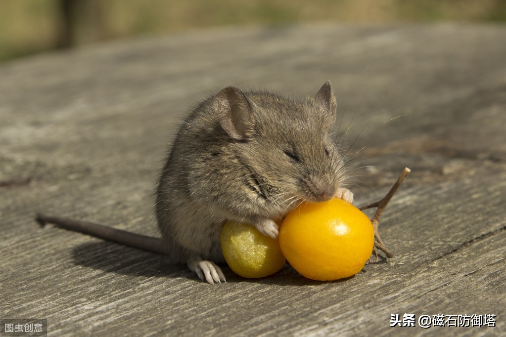 为什么老鼠就那么令人讨厌,盘点那些被人类逼疯的老鼠
