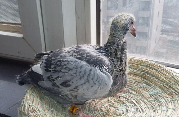 养鸽如何引来更多天落鸽,养鸽技巧小鸽子防被打