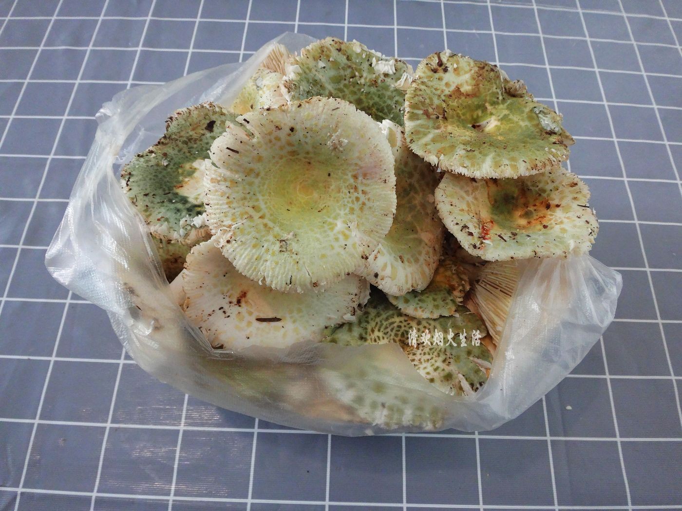 野生菌直接放水里清洗是错误的，教你两招，轻松吃干净美味的菌子