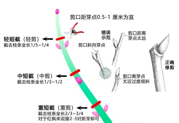 日本红枫红舞姬树形怎么修剪,盆栽红枫树修剪