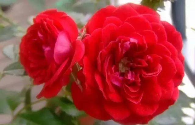 给大家介绍一下玫瑰品种,玫瑰的品种及特点介绍