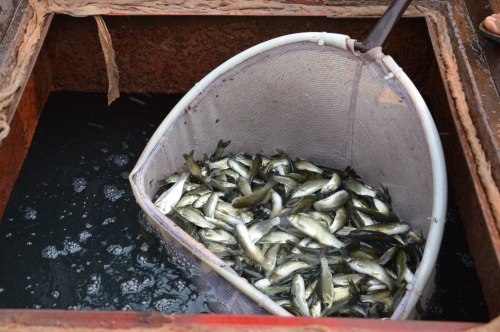 鱼类生病症状图片,天气热鱼塘死鱼是什么原因造成的