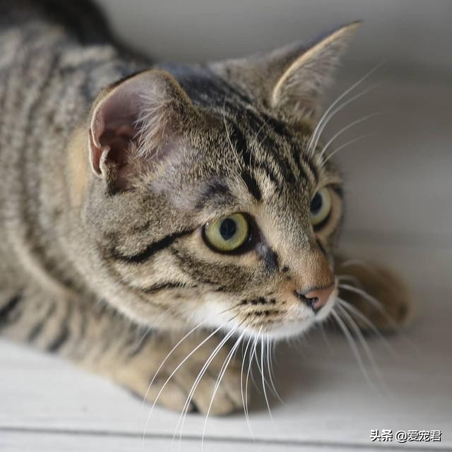 铲屎官怕仓鼠怎么办,铲屎官害怕猫呕吐