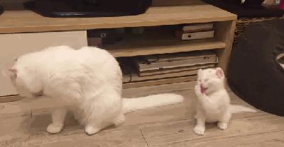 新手养猫指南：想要挑选性格温顺的猫咪，这些关键点一定要看看